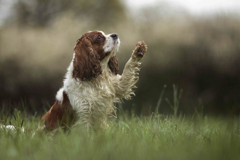 Cocker Spaniel gibt Pfote, Lübeck